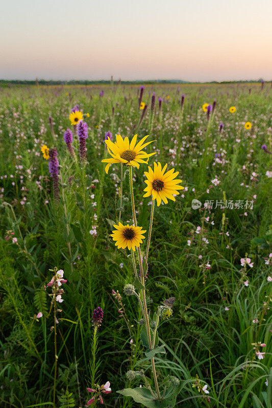 灰向日葵(Helianthus mollis)，产于阿拉斯加州弗拉纳根草原